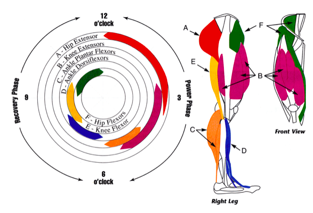 Pedal Stroke